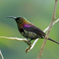 Tacazze Sunbird